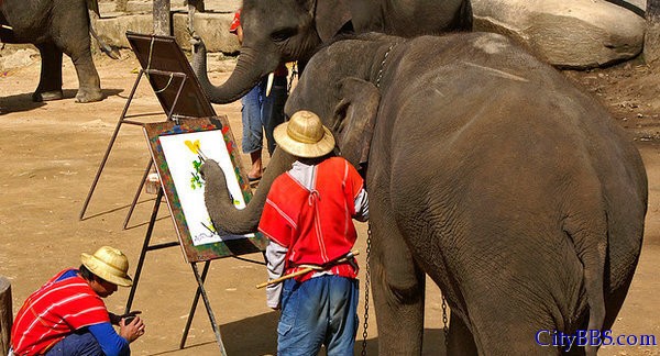 泰国清迈旅游玩乐项目 大象画画