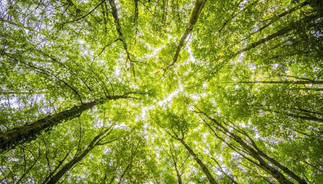 环保投入超2300亿绿水青山支撑上海健康发展 环保投入超2300亿绿水青山支撑上海健康发展