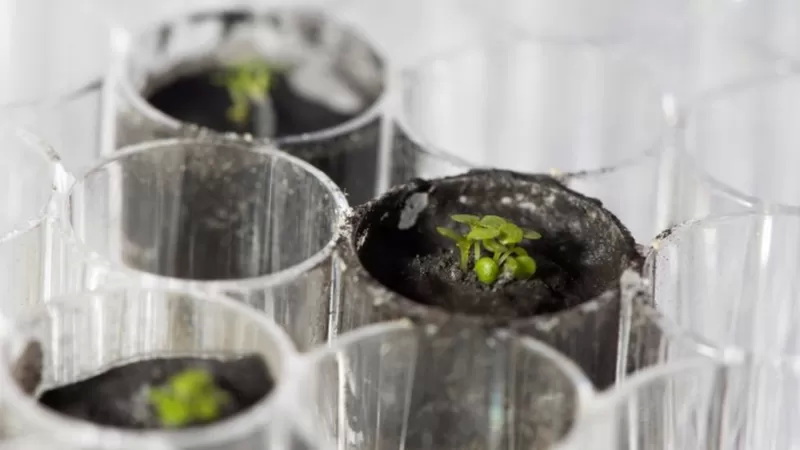 佛罗里达大学科学家用月球土壤培育的拟南芥 佛罗里达大学科学家用月球土壤培育的拟南芥