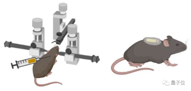 让衰老大脑“返老还童”的实验 让衰老大脑“返老还童”的实验