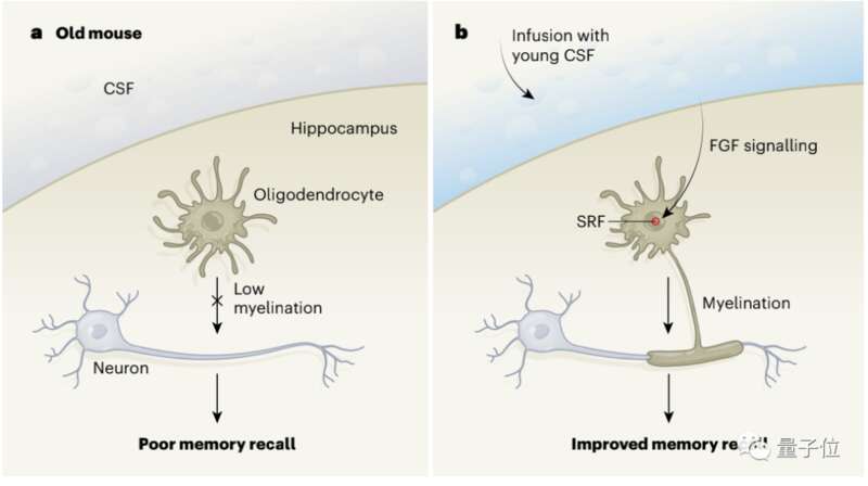 少突胶质细胞是一种会在神经元末梢产生髓鞘的细胞 少突胶质细胞是一种会在神经元末梢产生髓鞘的细胞