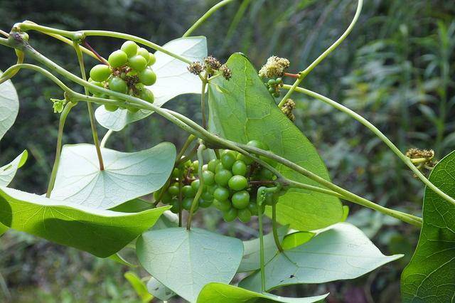 千金藤是防己科,千金属植物 千金藤是防己科,千金属植物