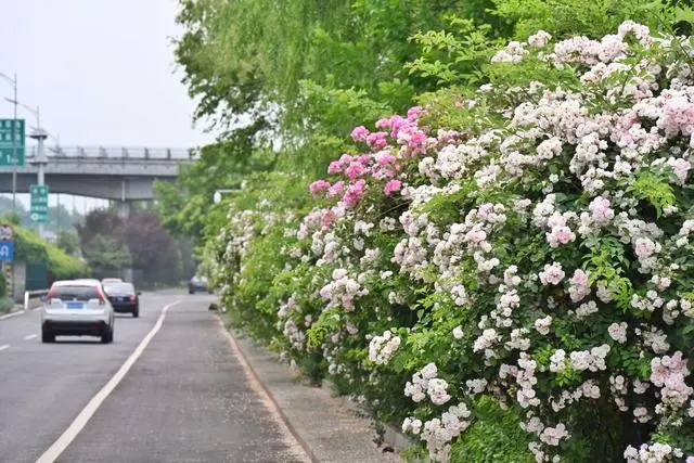 北五环中路鲜花开放