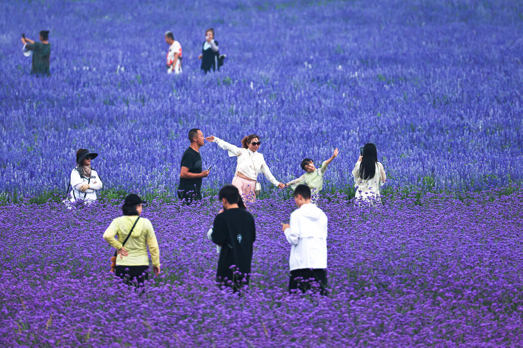 游客在内蒙古的一片薰衣草田